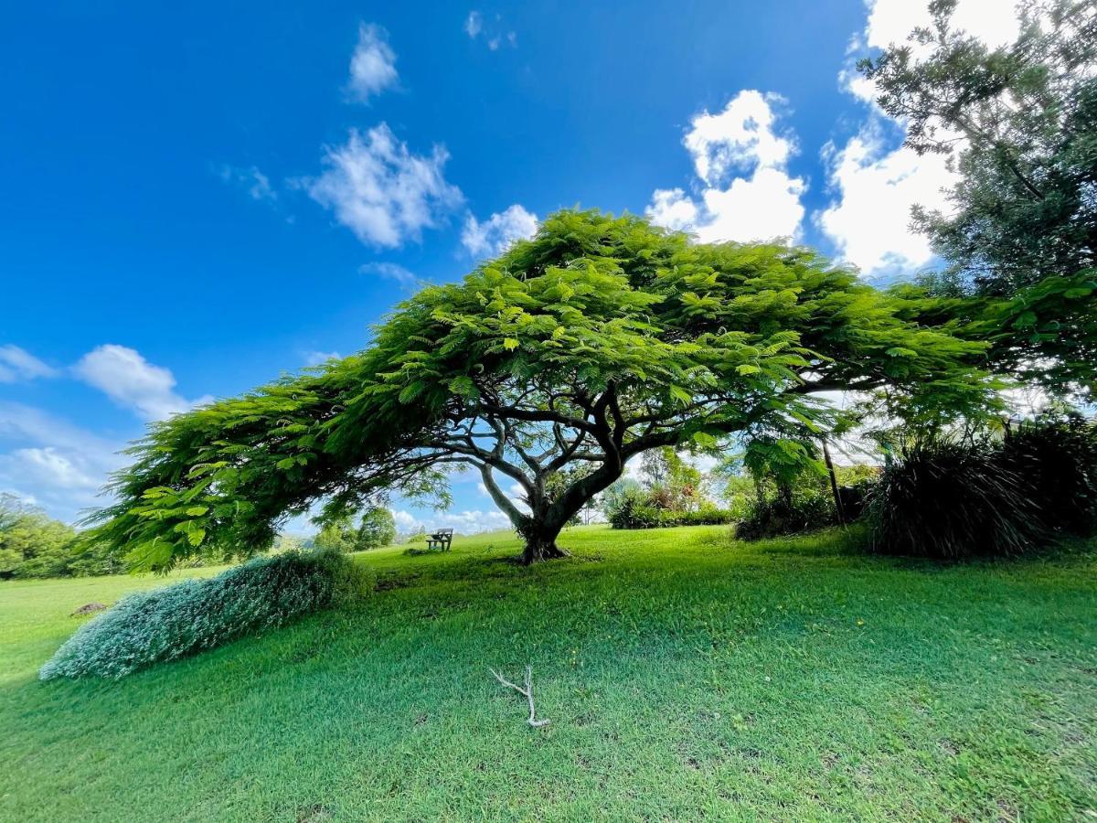 Tropical Coast Retreat - Pet Friendly - Adult Only Pensionat Kingscliff Eksteriør billede
