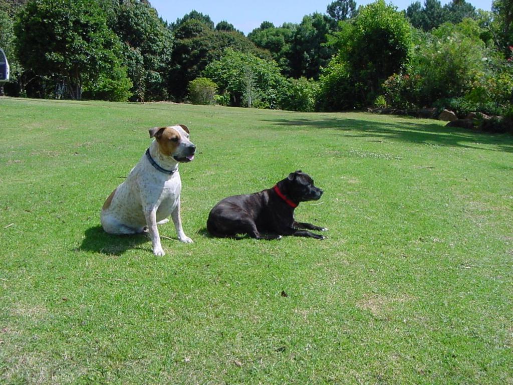 Tropical Coast Retreat - Pet Friendly - Adult Only Pensionat Kingscliff Eksteriør billede