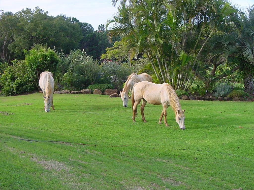 Tropical Coast Retreat - Pet Friendly - Adult Only Pensionat Kingscliff Eksteriør billede